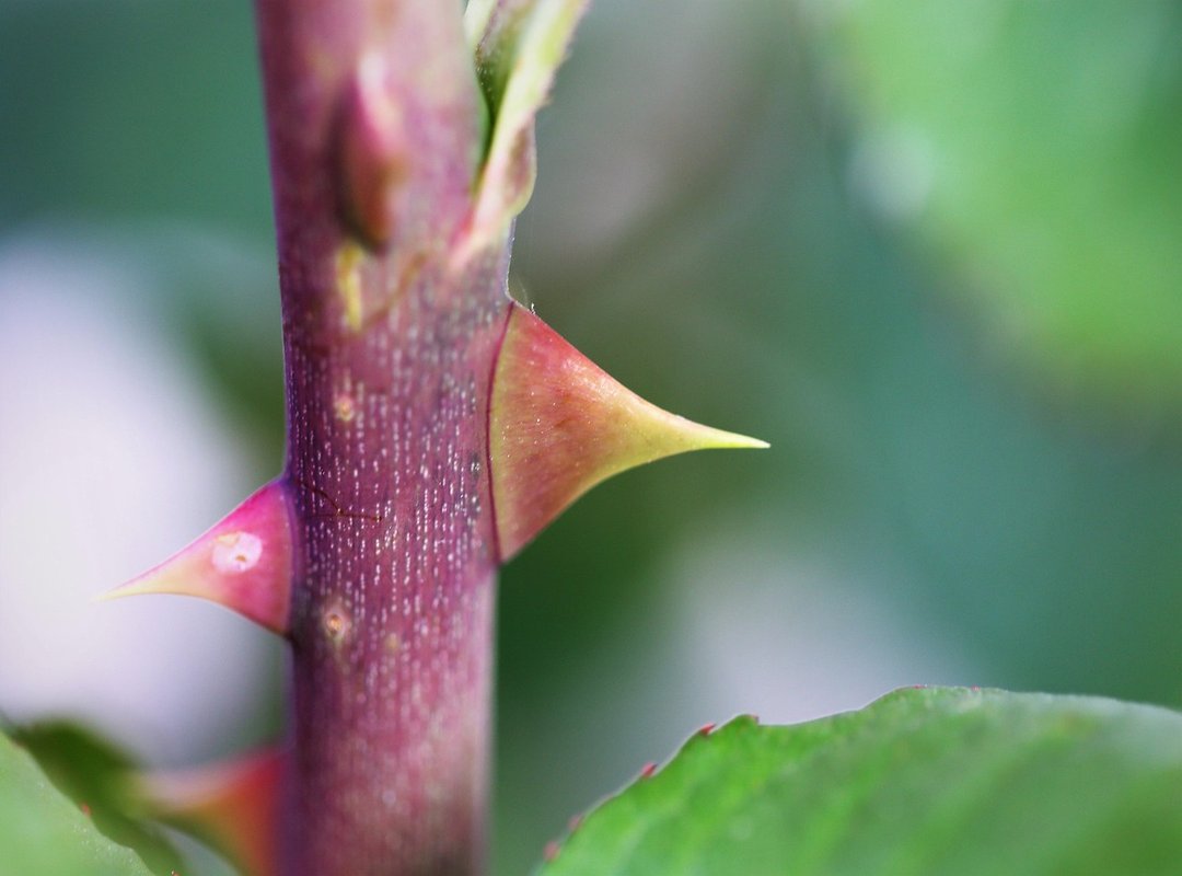 social media political